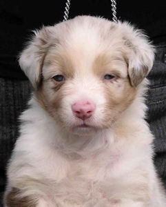 Red Merle female #1, headshot.